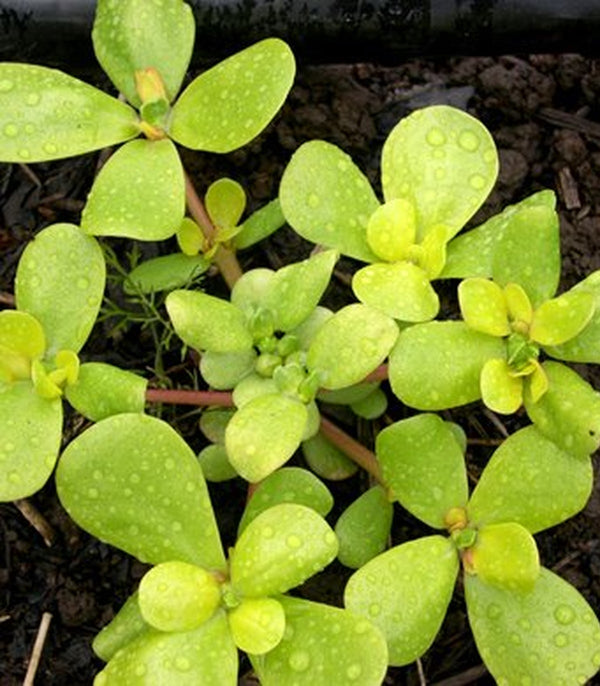 Purslane Golden